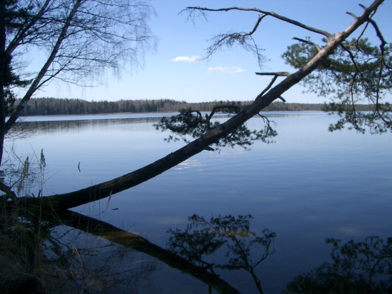 Тень в озере берег озера, сосны
