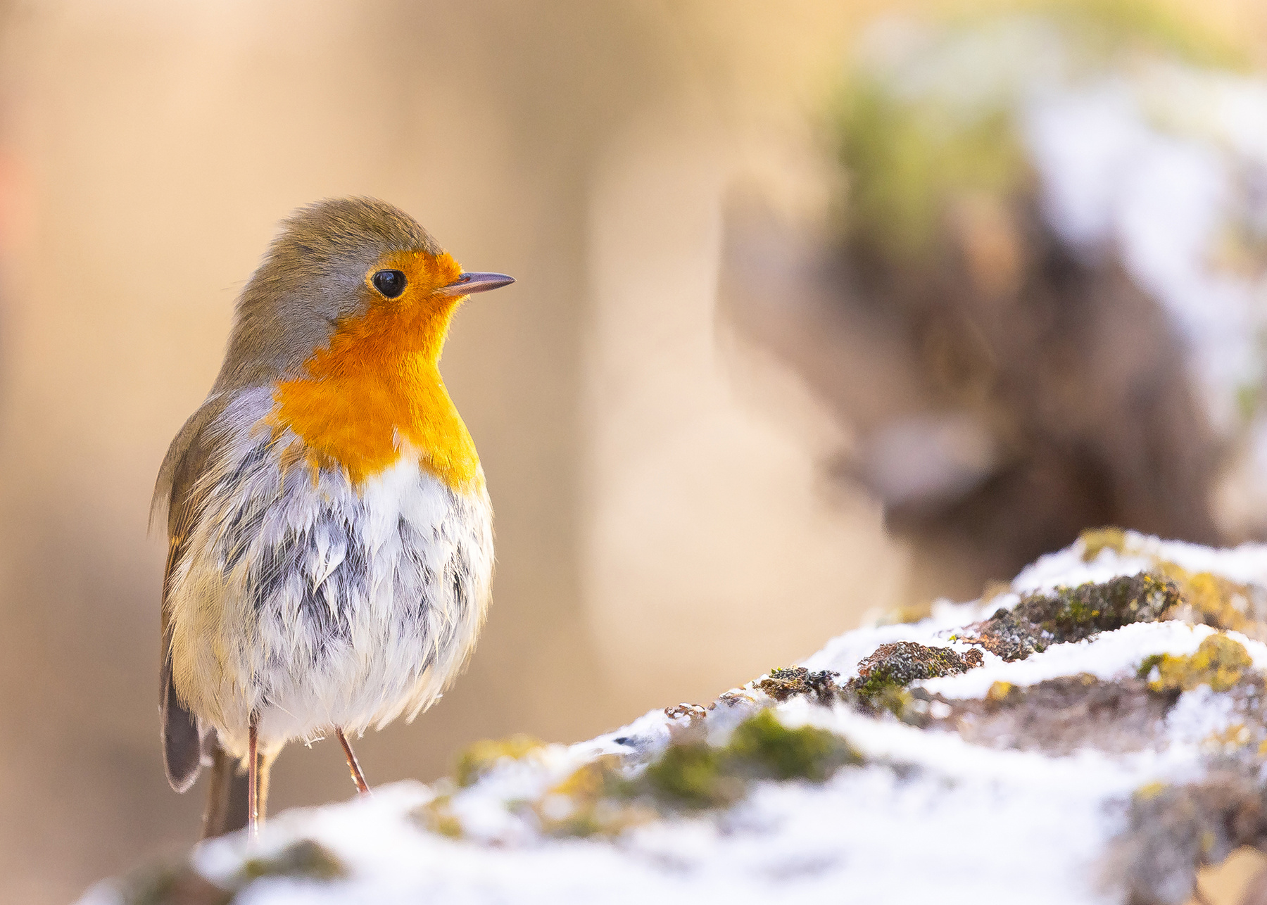 Robin 