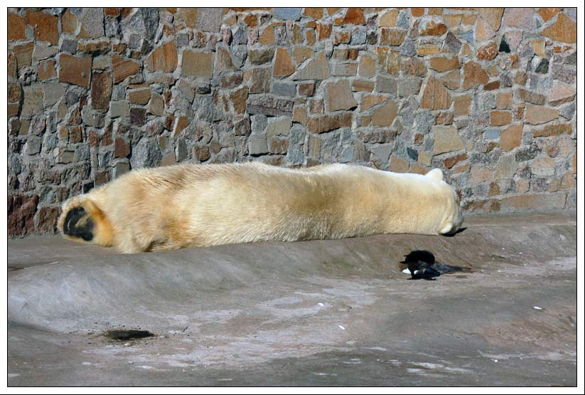 zoo 