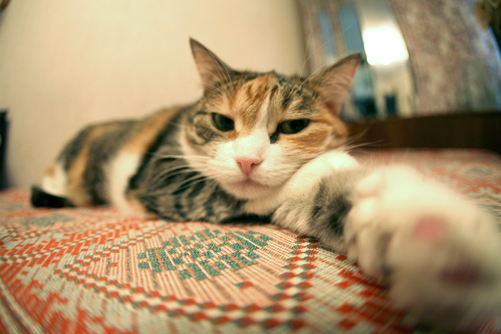 кошачья сиеста 