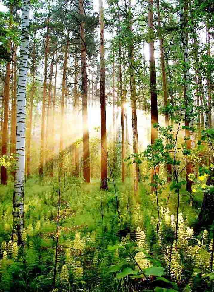 Лучи Солнце лучи лес утро Урал