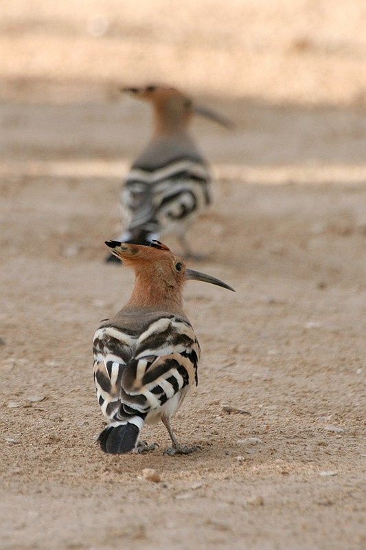 Do like me..... birds