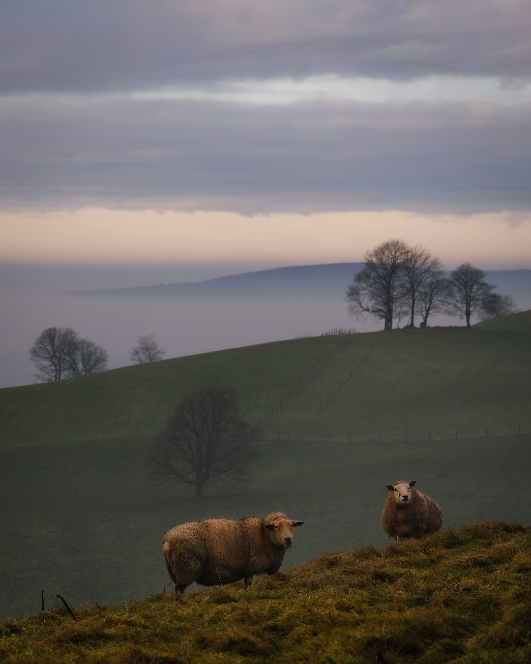 ...among the hills... ireland nature outdoors sheep animal hills scenic oldcastle loughcrew sunrise sky clouds cloudscape dramatic light picturesque europe