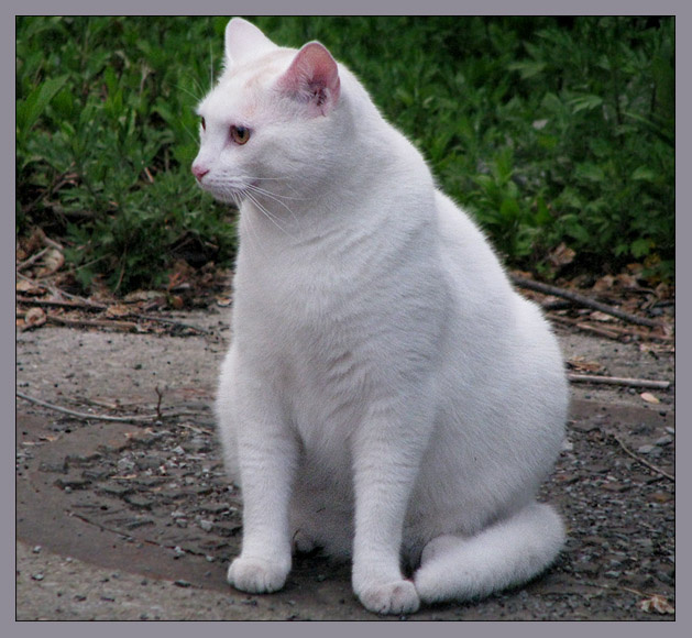 Кошка, которая гуляла сама посебе Кошка