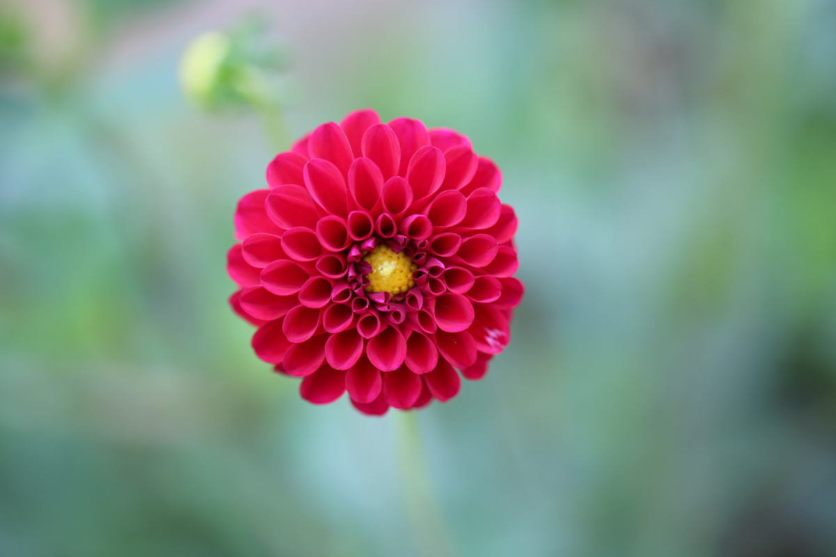dahlia. dahlia, flowers, 