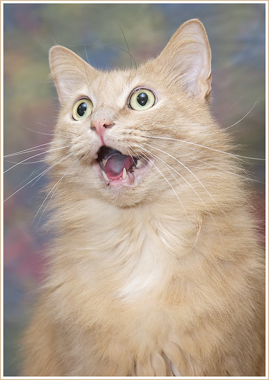 Портрет кота 