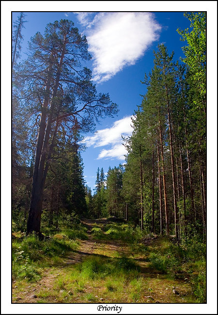 ~Color Card~ Кандалакша лес лето