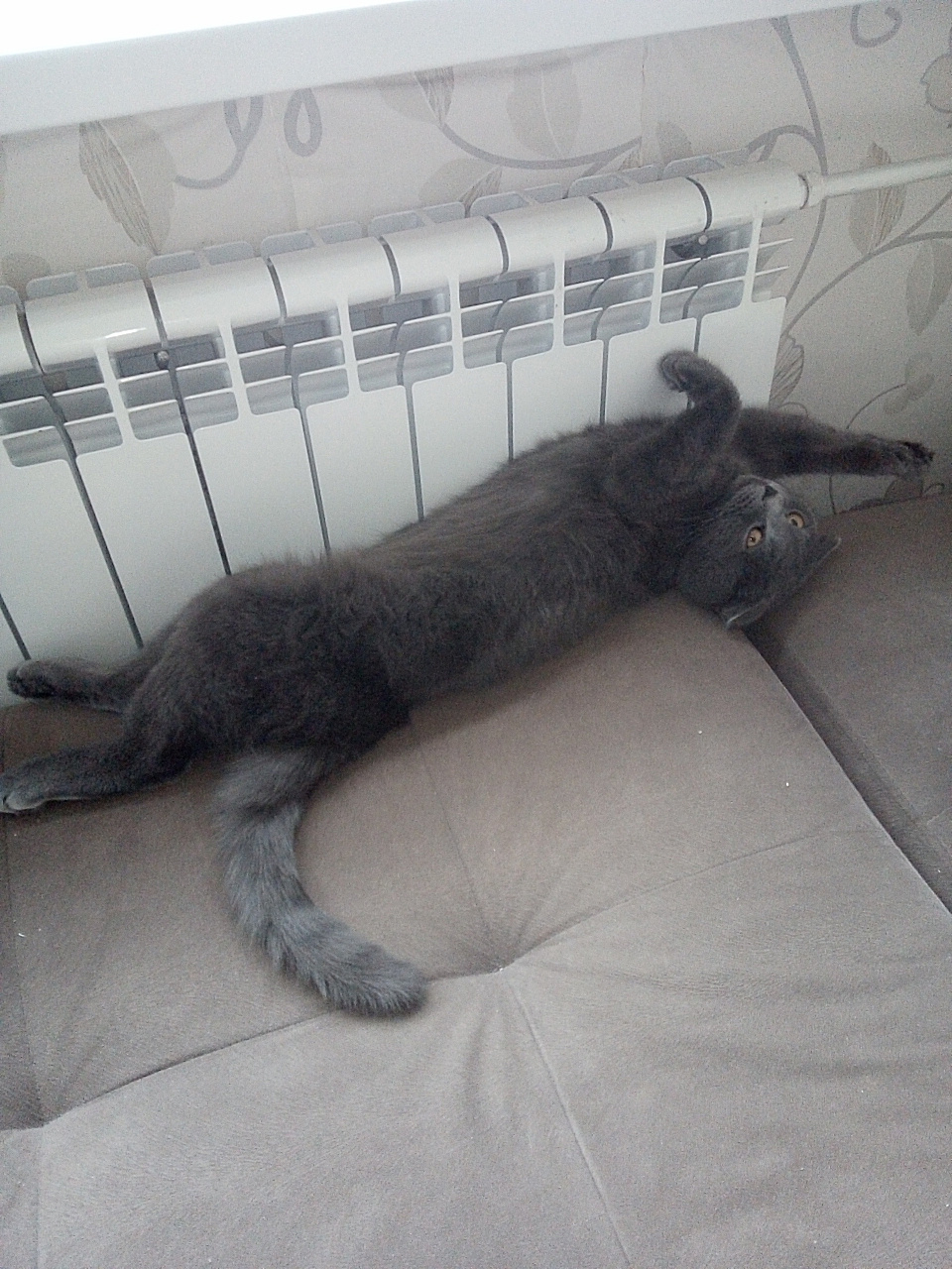*** Кот батарея кошка вислоухий шотландец кот греется и