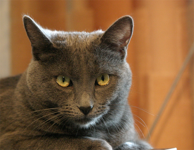 The Cat кот кошка