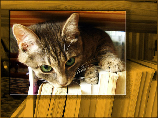 почитать чего, что ли?... кошка книги