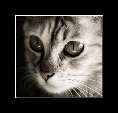 *** кошка