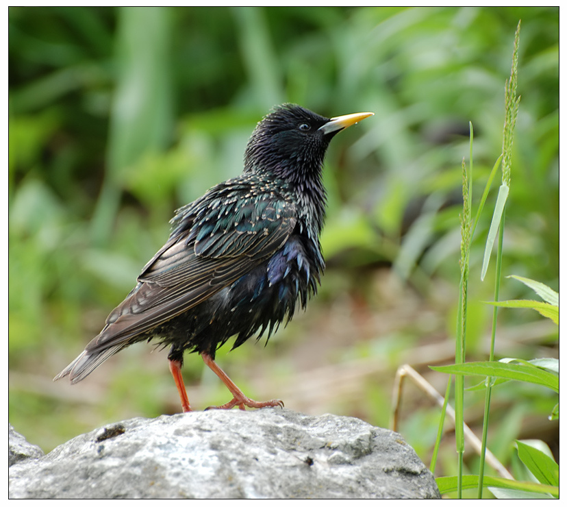 Sturnus vulgaris скворец обыкновенный Sturnus vulgaris