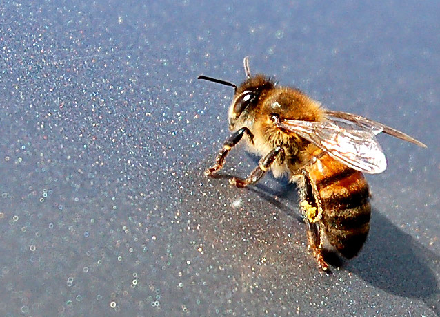 Bee Bee