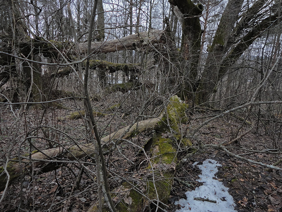 Суровый лес (12) 