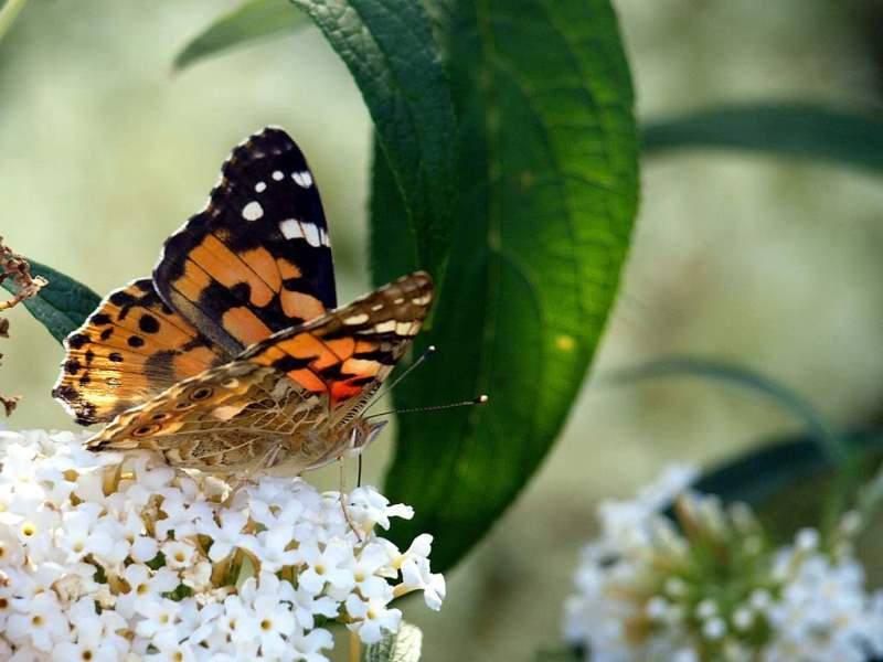Macro 