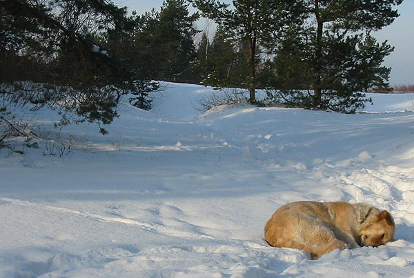 Дорога была трудной лес, зима