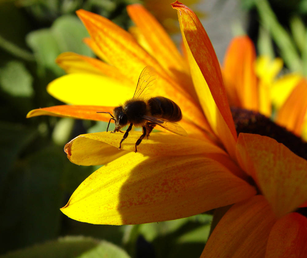 Bzzz bzzzzz :)) 