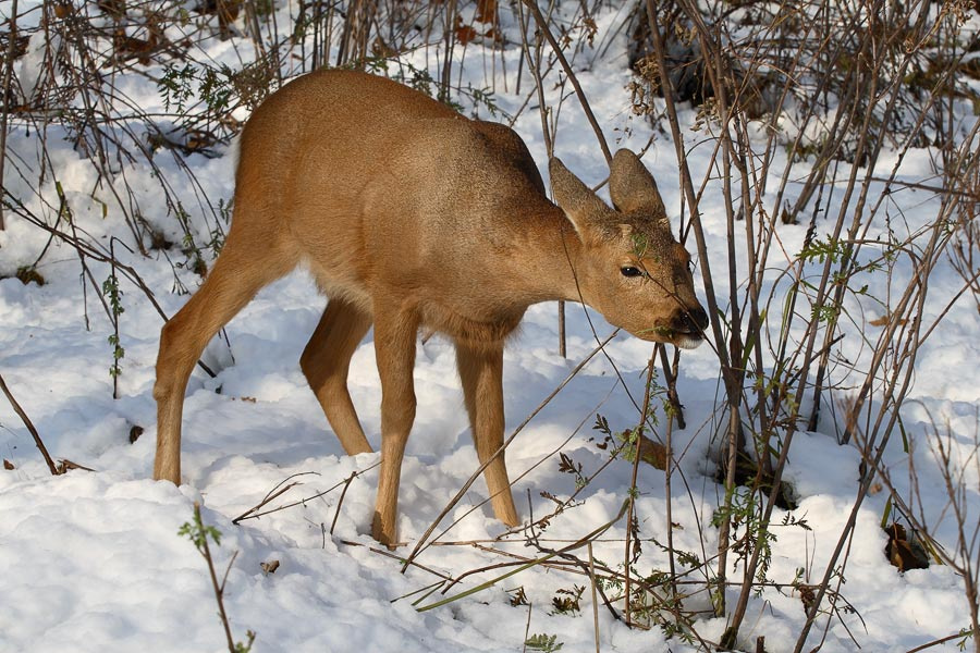 Вкусная веточка... косуля cervus pygargus