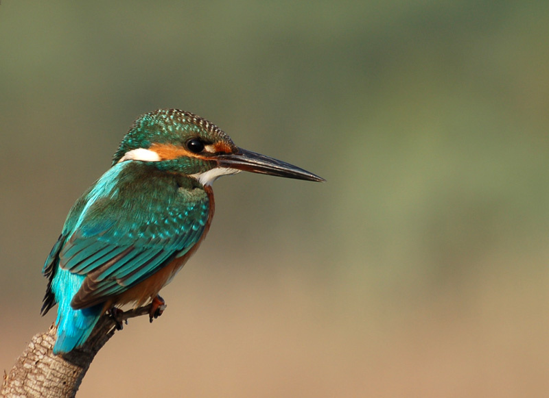 Kingfisher 
