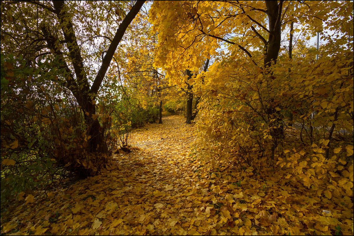 Коломенское, осень Коломенское, осень, листья, желтые, парк