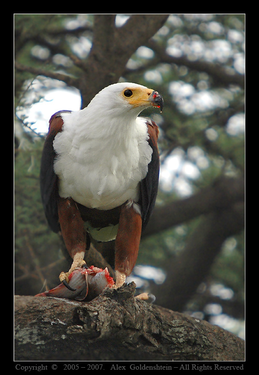 С уловом. Африка, Кения, озеро-Баринго, African-Fish-Eagle, (Haliaeetus-vocifer)