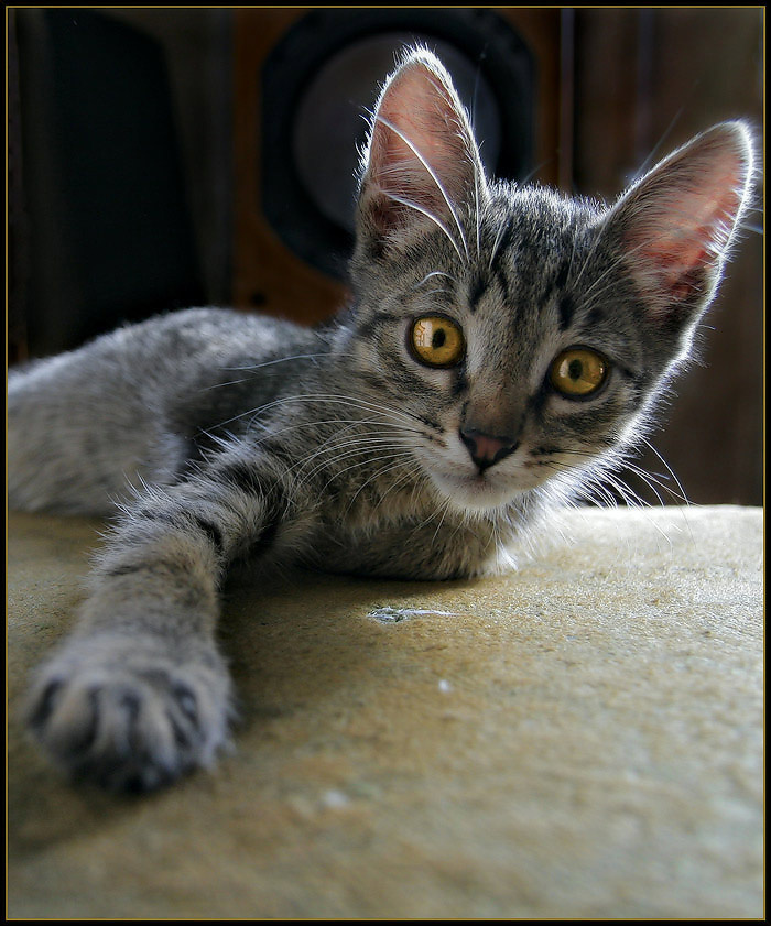 Взгляд. Кот взгляд