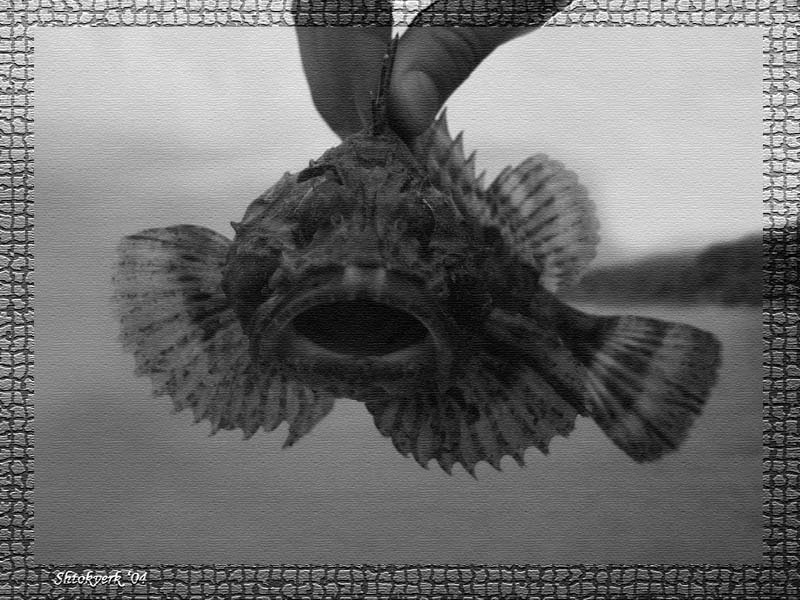 Дедушкина рыбалка How much is the fish