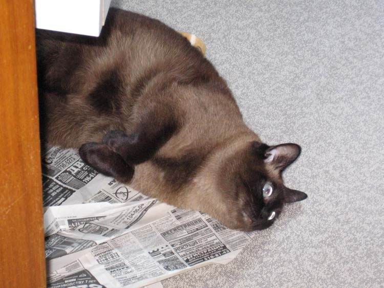Личинка котик голубые глазки