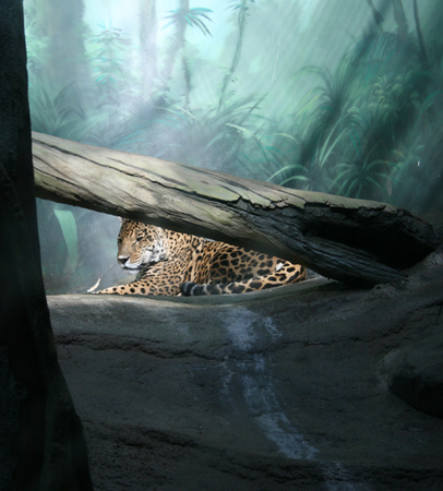 кошак 
