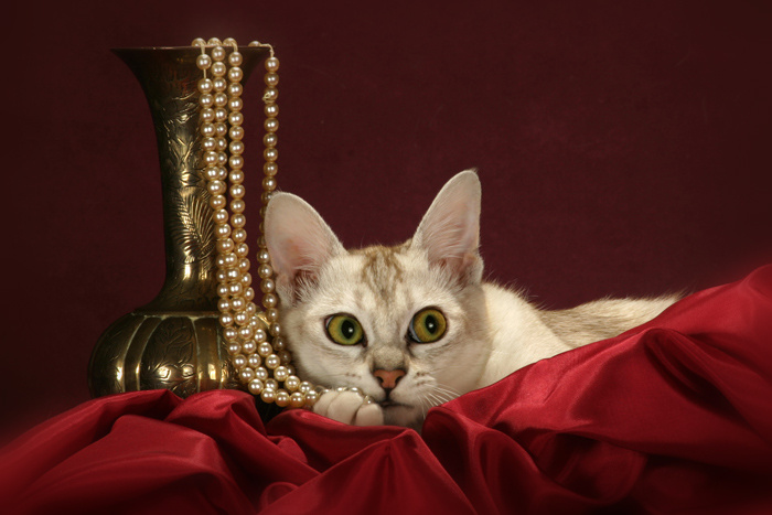Lady with the necklace или кошачий гламур. 