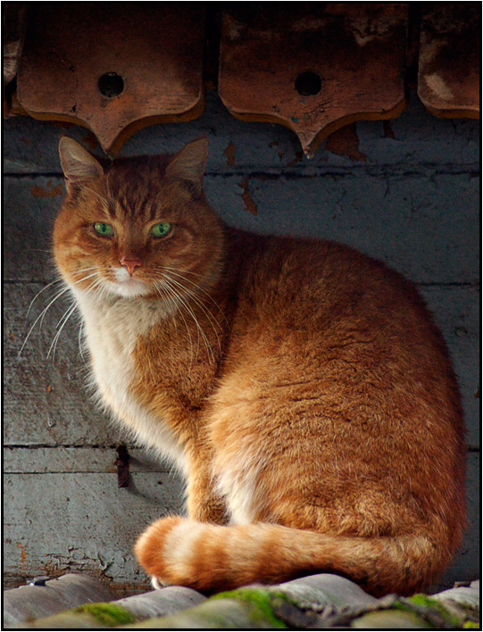 Рыжий кот рыжий кот под крышей