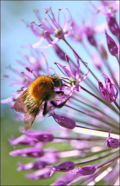 bumblebee/шмель bumblebee, шмель