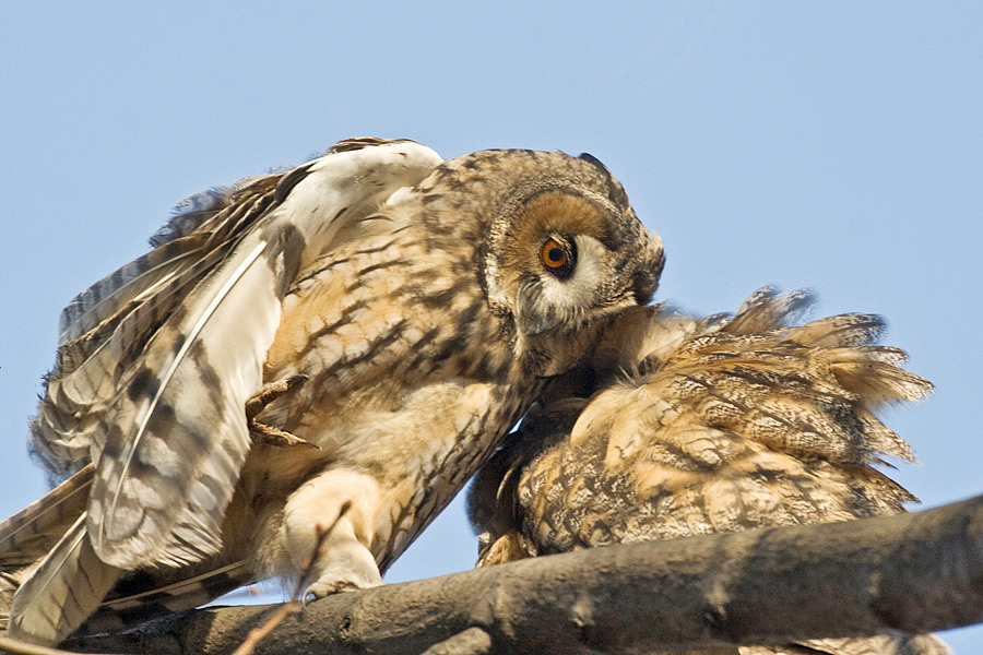 Нежность asio otus long eared owl