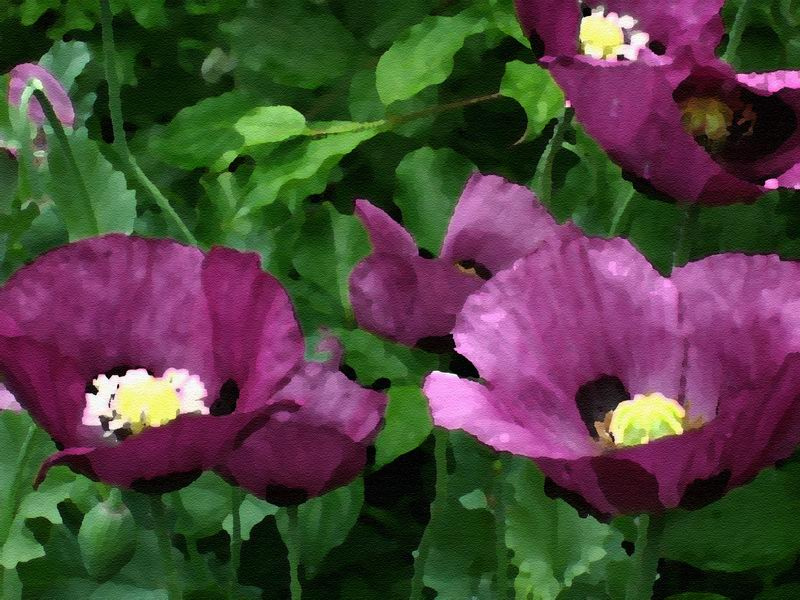 "Акварельные" маки маки цветы акварель