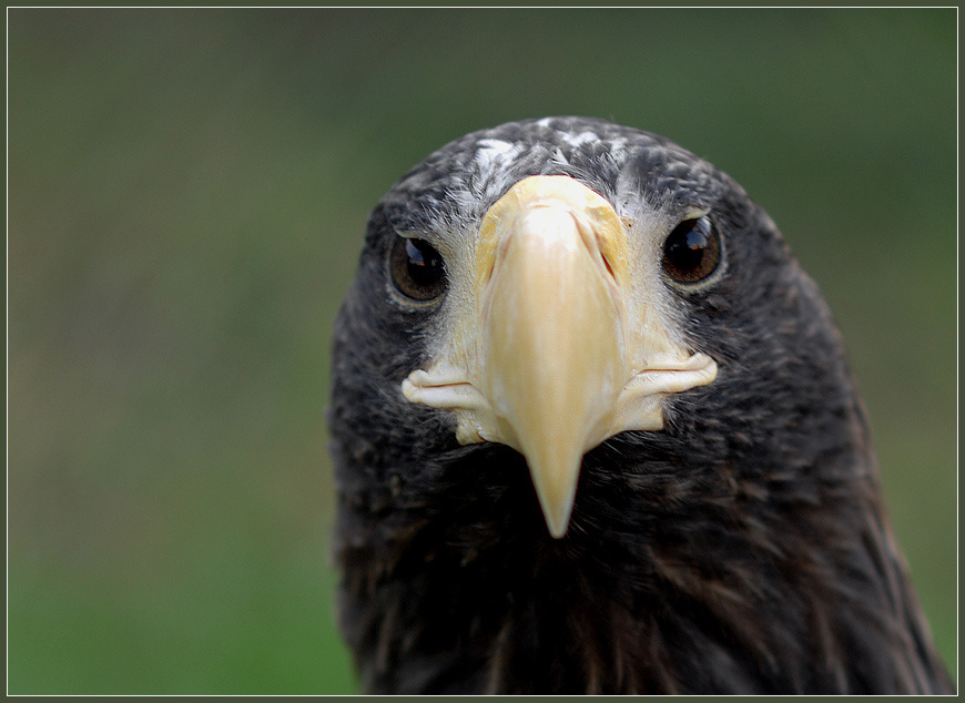Портрет орлана белоплечий орлан Haliaeetus pelagicus