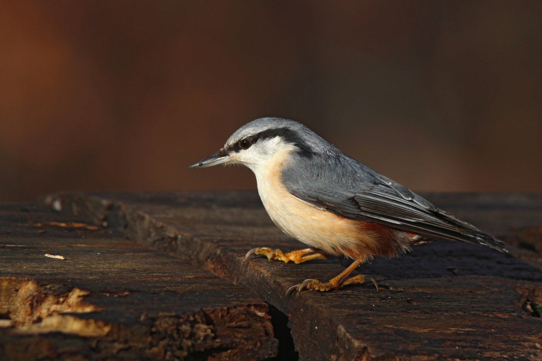 Ямщик Обыкновенный поползень Поползень Sitta europaea Eurasian nuthatch Nuthatch