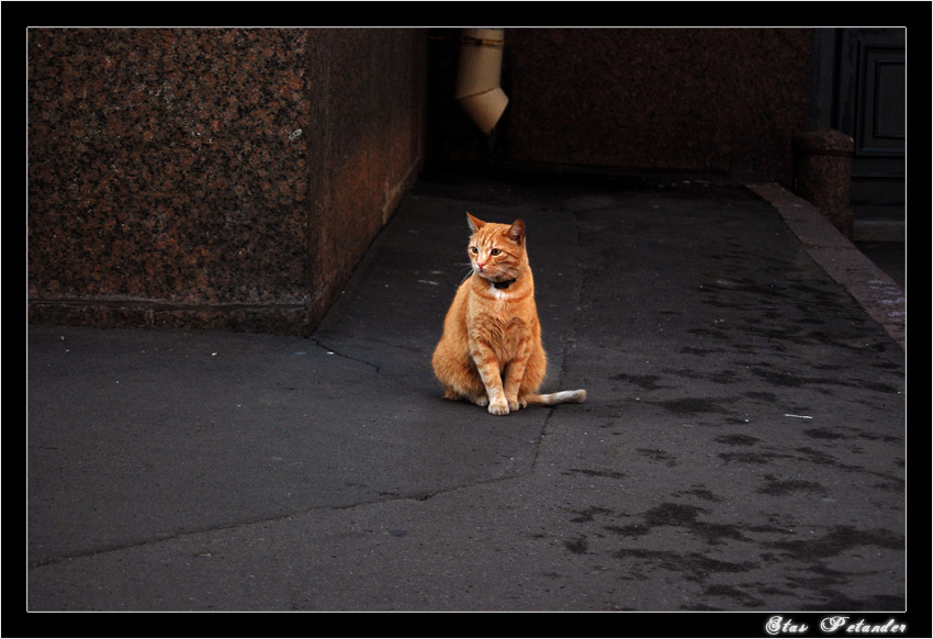 Эрмитажный кот 