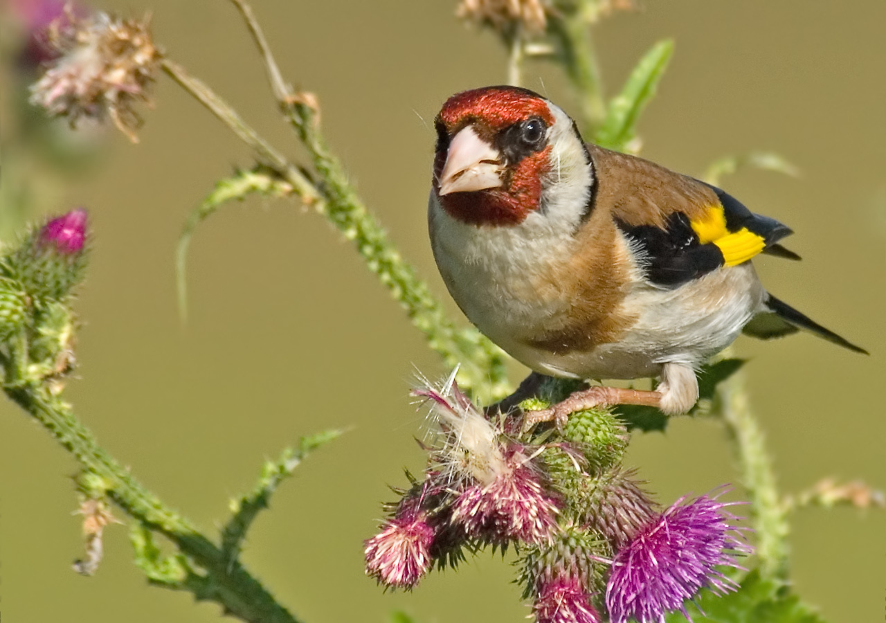 Большой щегол Щегол, Goldfinch, Carduelis