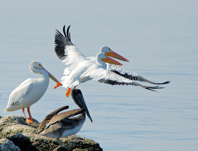 Синхронисты Американский белый пеликан, Pelecanus erythrorhynchos, American White Pelican, Salton Sea, California