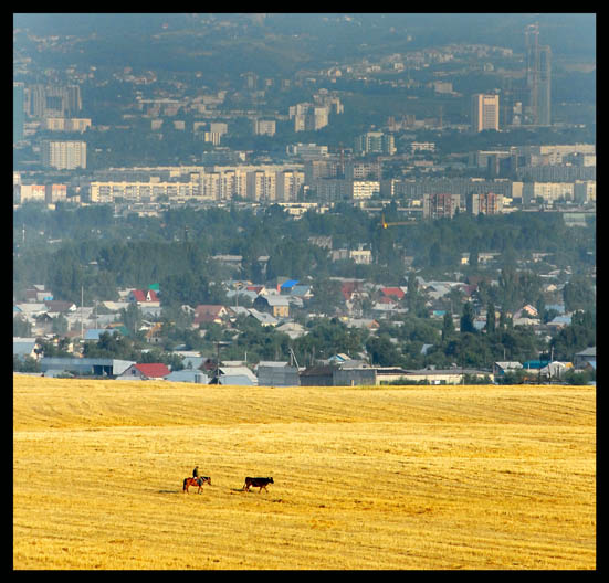 корова дает молоко 