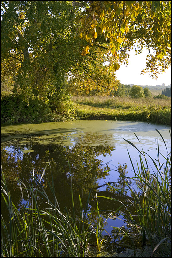 Прудик в тополях 