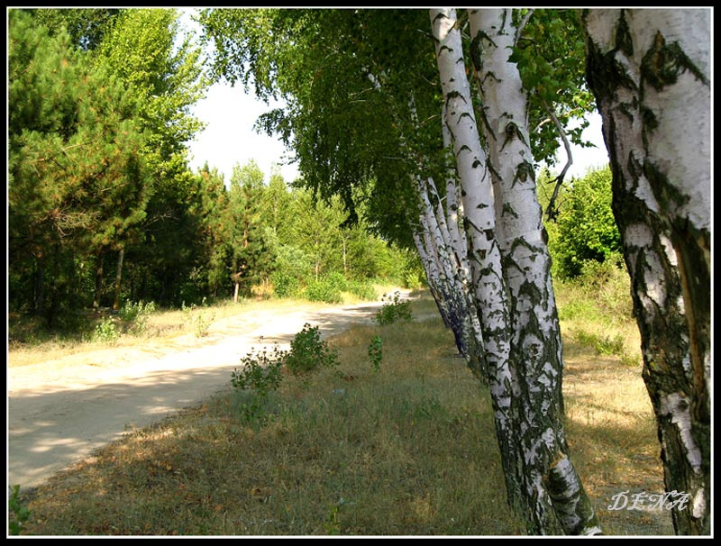 В рядочек... березы