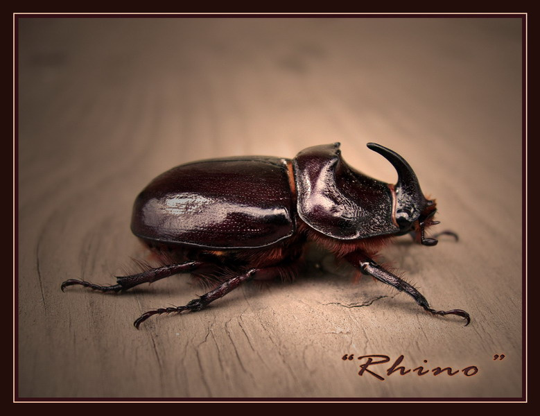 Rhino жук носорог