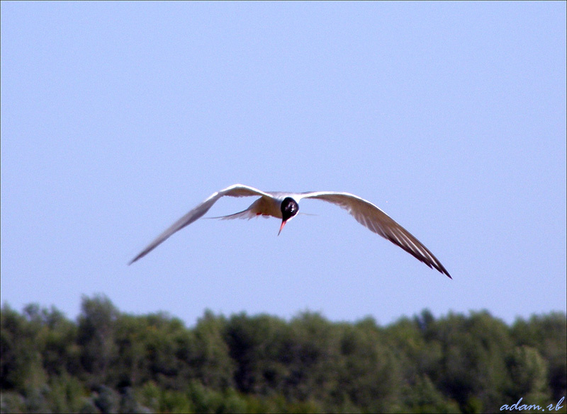 Gull’s free fly полет чайка