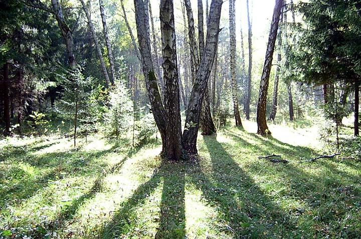 Свет и тени. октябрь лес свет тени деревья берёзы полянка