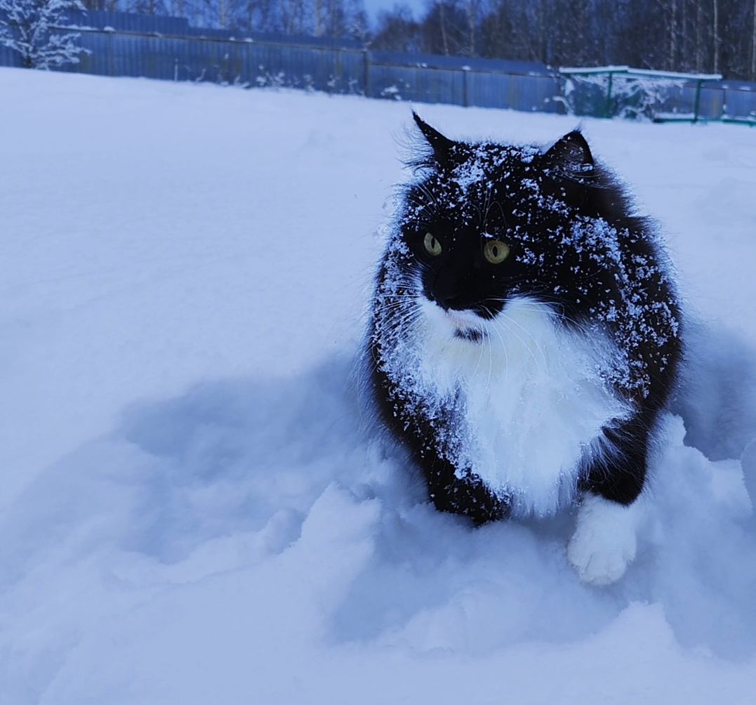 Кот в снегу Кот снег