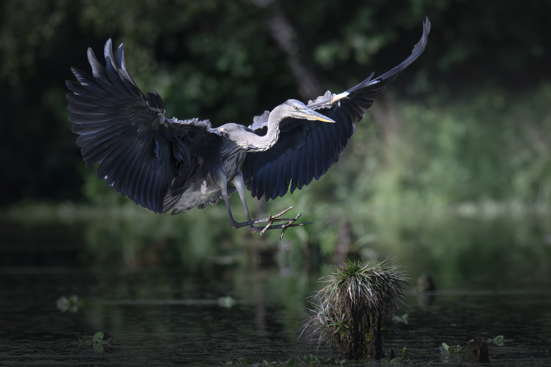Серая цапля (Ardea cinerea) 