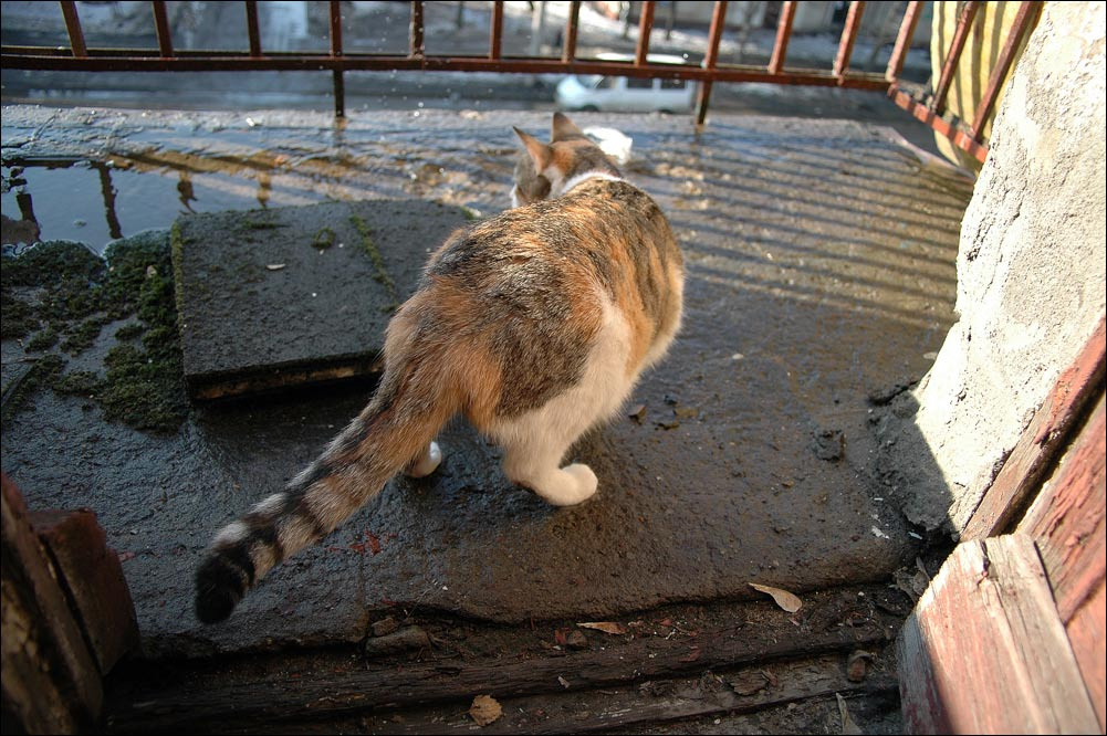 хвост 