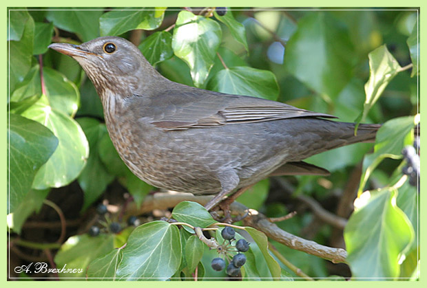 Черный дрозд, самка (Turdus merula) черный дрозд turdus merula