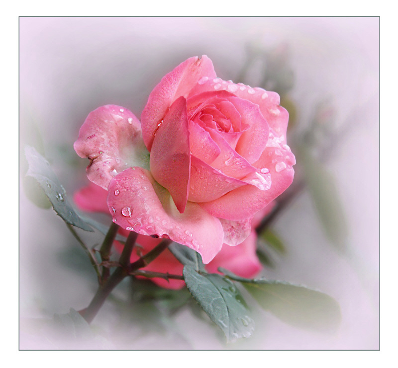 love you  saint Valentine